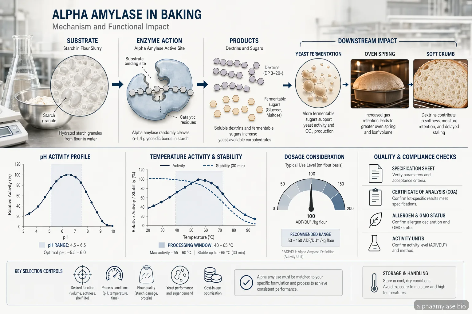 Alpha Amylase Baking Enzyme Market: Process Guide — process diagram