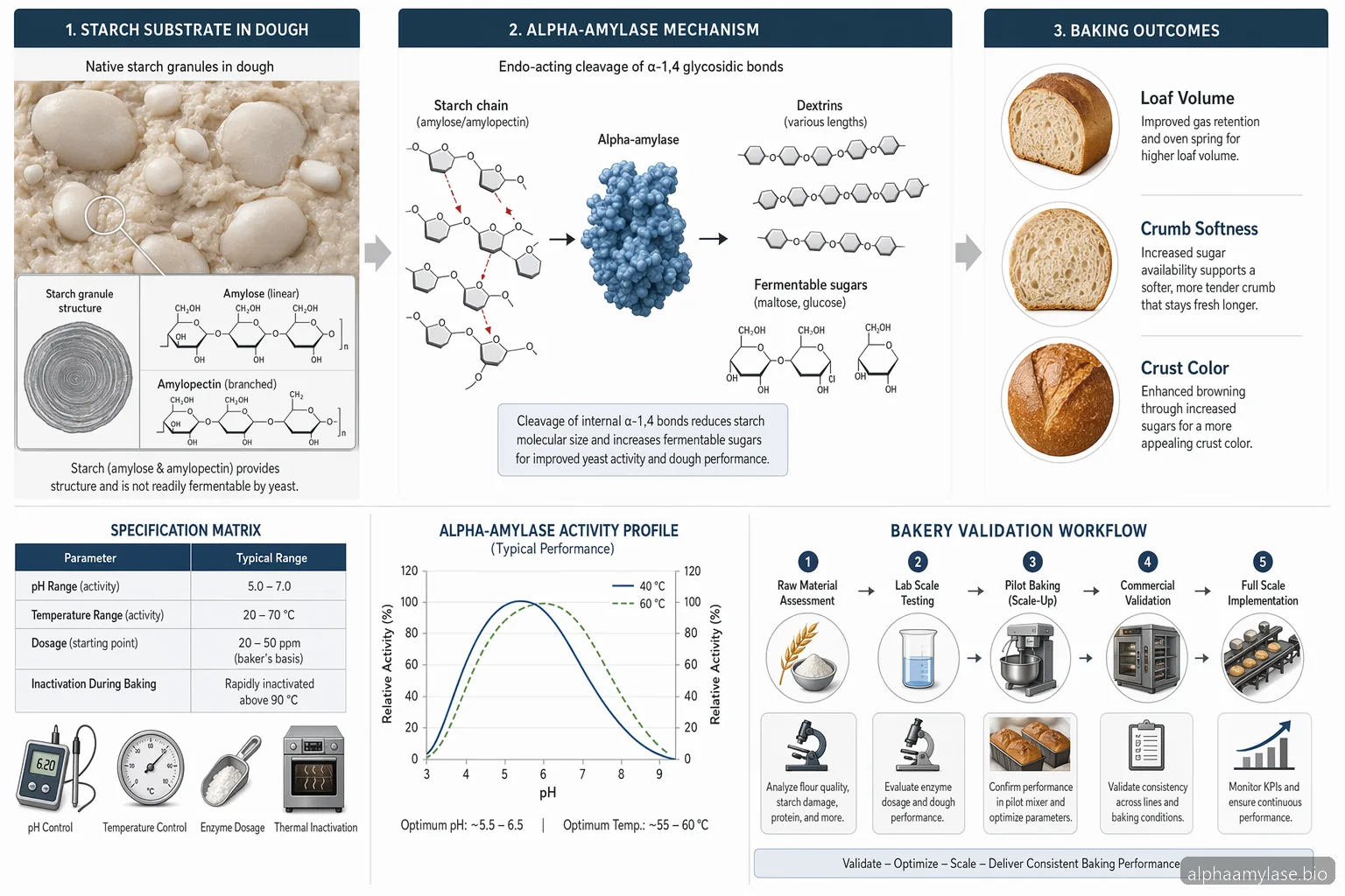 Alpha-Amylase Supplier Guide for Industrial Baking — process diagram